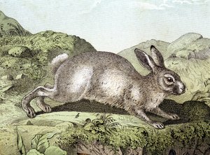 Konijn - in Natuurlijke geschiedenis van zoogdieren, ed. Schreiber door Unknown artist