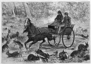 Konijnenoverbevolking in Australië: de auto van de heer Williamson rijdt door een groep konijnen. Gravure in 