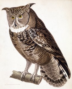 Roofvogel: Afrikaanse uil. 19e-eeuwse gravure