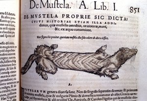 Wezelachtige (familie van de marterachtigen) - in Historia Animalium door Conrad Gesner (1516 - 1565), Tiguri door Unknown artist