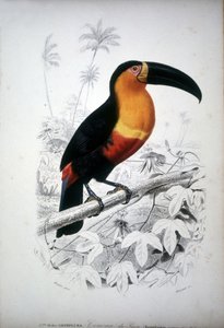 Voorstelling van een toekan, vogel uit Zuid-Amerika. 19e-eeuwse gravure.