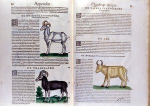 Voorstelling van schapen, buffels... - in Historia Animalium door Conrad Gesner (1516 - 1565), Tiguri