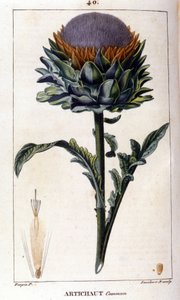 Voorstelling van de gewone artisjok. Botanische plaat. 19e eeuw. door Unknown artist