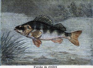 Rivierbaars. Gravure uit 1897 door Unknown artist