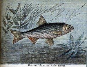 Roach wit of able rosse door Unknown artist