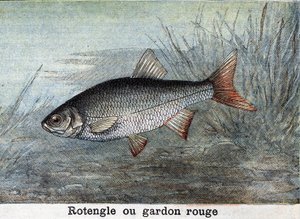 Rotengle of rode voorn Gravure uit 1898 door Unknown artist