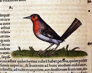 Rood na de Historia Animalium door Conrad Gesner, Tiguri 1560. Biblioteca nazionale Braidense. Milaan