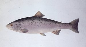 Zalmforel - Natuurhistorische plaat