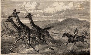 Samuel W. Baker op giraffenjacht in Centraal-Afrika in de regio van de Boven-Nijl door Unknown artist