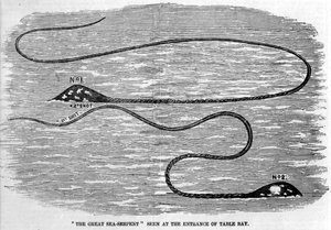 Zeeworm gezien in 1850 bij de ingang van Table Bay in Zuid-Afrika. De vorm van de kop en de lange staart van het dier suggereren dat het de twee tentakels van een reuzeninktvis zijn. Tijdperk gravure.