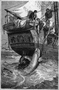 Haaienvissen. 19e-eeuwse gravure. Privécollectie. door Unknown artist