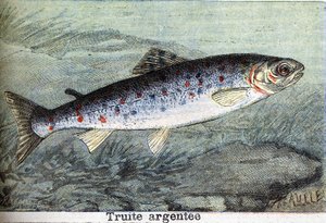 Zilverforel gravure uit 1898