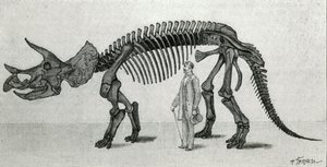 Skelet van een Triceratops prorsus door Unknown artist
