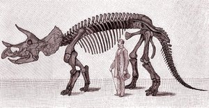 Skelet van een Triceratops prorsus door Unknown artist