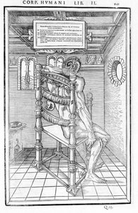 Schedelsnede. Anatomische plaat van 