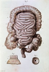 Studie van de menselijke darm, duodenum en dunne darm