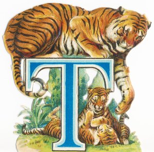 T: Tijger