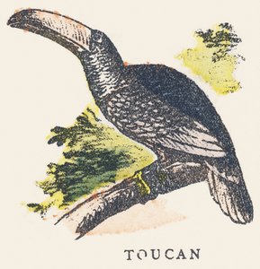 T: Toekan