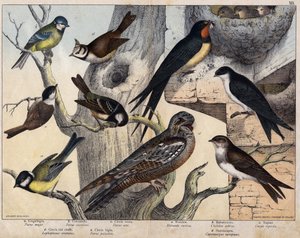 De 5 vogels links- a: Zwaluw (Parus major), b: Blauwoog (Parus coreulus), c: Zwartkop (Parus ater), d: Zwartoog (Lopophanes cristatus), e: Zwartoog (Parus palustris) De 4 vogels rechts- a: boerenzwaluw (Hirondo rustica), b: Zwaluw