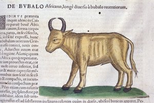De Afrikaanse buffel na Historiae animalium door Konrad Gesner, Tiguri door Unknown artist