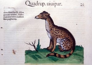 De jakhals - in Historia Animalium door Conrad Gesner (1516 - 1565), Tiguri