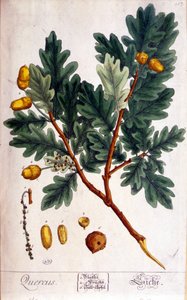 De Eik (Quercus) - botanische plaat
