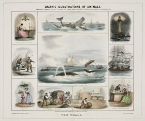 De walvis, ca 1845 door Unknown artist