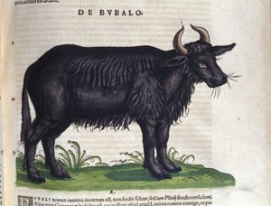 De buffel na Historiae animalium door Konrad Gesner, Tiguri