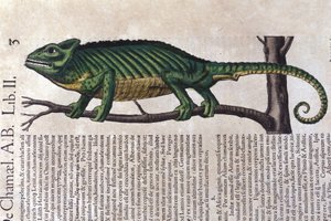 De kameleon na Historiae animalium door Konrad Gesner, Tiguri