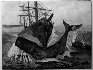 De botsing tussen een boot en een slapende walvis door Unknown artist