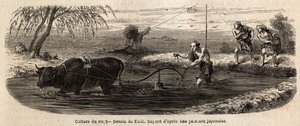 De rijstteelt: eerste fase, na irrigatie van het land, wordt de grond van het perceel omgeploegd en gemalen onder de voeten van buffels en ploeger door Unknown artist