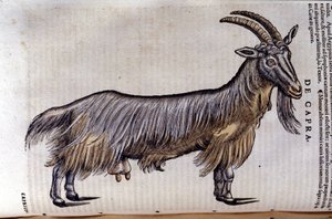 De geit na Historiae animalium door Konrad Gesner, Tiguri