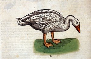 De gans na de Historia Animalium door Conrad Gesner, Tiguri 1560. Biblioteca nazionale Braidense, Milaan door Unknown artist
