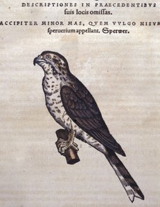De havik na de Historia Animalium van Conrad Gesner, Tiguri 1560. Biblioteca nazionale Braidense, Milaan