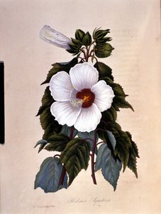 De hibiscus. Botanische plaat