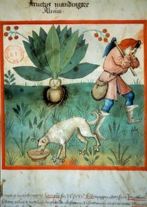 De alruin door Unknown artist