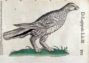 De sneeuwhoen in Historia Animalium door Conrad Gesner (1516 - 1565), Tiguri door Unknown artist