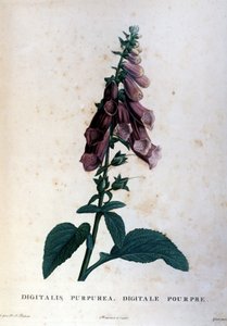 De paarse vingerhoedskruid. 19e-eeuws herbarium