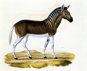 De quagga (couagga), een dier dat rond 1870 is verdwenen: het was een zoogdier dat dicht bij het paard en de zebra stond met strepen op de nek en het hoofd. Gravure uit het einde van de 19e eeuw. door Unknown artist