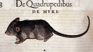De rat na de Historia Animalium door Conrad Gesner, Tiguri 1560. Biblioteca nazionale Braidense. Milaan