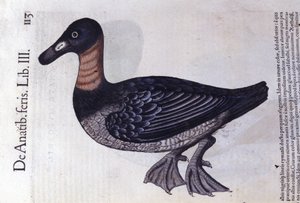 De roodhals eend na Historiae animalium door Konrad Gesner, Tiguri door Unknown artist