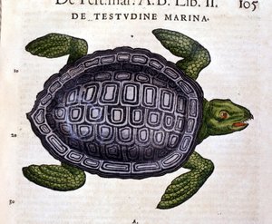 De zeeschildpad, volgens de Historia Animalium van Conrad Gesner, Tiguri 1560.