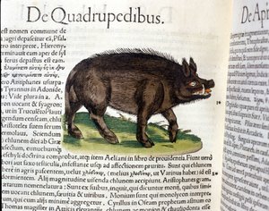Het wilde zwijn na de Historia Animalium door Conrad Gesner, Tiguri 1560. Biblioteca nazionale Braidense. Milaan
