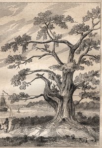 Derde reis (1776-1779) van kapitein James Cook (1728-1779): boom waaronder Cook de doorgang van Venus observeerde - illustratie uit De Grote Zeevaarders van de 18e eeuw door Unknown artist