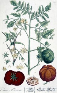 Tomaat, botanische plaat