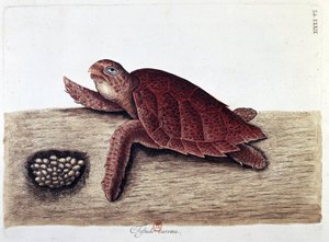Schildpad en zijn eieren - natuurhistorische plaat, B.N.