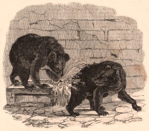 Twee beren spelen in een trog in de berenkuil van het Natuurhistorisch Museum