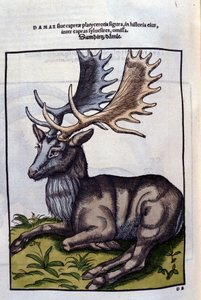 Een rendier (hertachtige) in Historia Animalium door Conrad Gesner (1516 - 1565), Tiguri