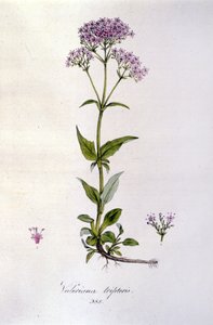 Valeriaan. 19e-eeuwse gravure door Unknown artist