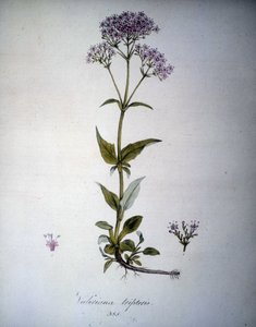 Valeriana mauve of Valeriana tripteris. 19e-eeuws herbarium